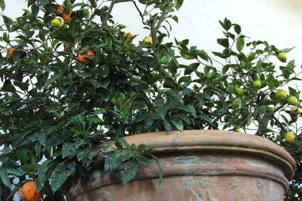 L’officina delle meraviglie Lo “Stanzone degli agrumi:  la Limonaia del Giardino di Boboli