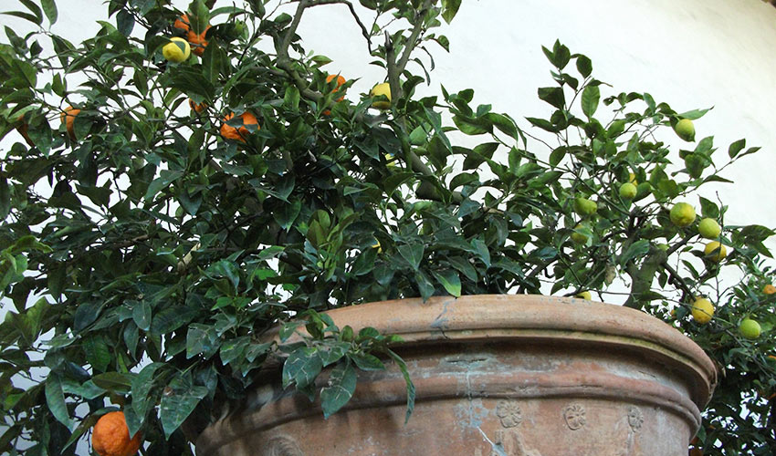 L’officina delle meraviglie Lo “Stanzone degli agrumi:  la Limonaia del Giardino di Boboli